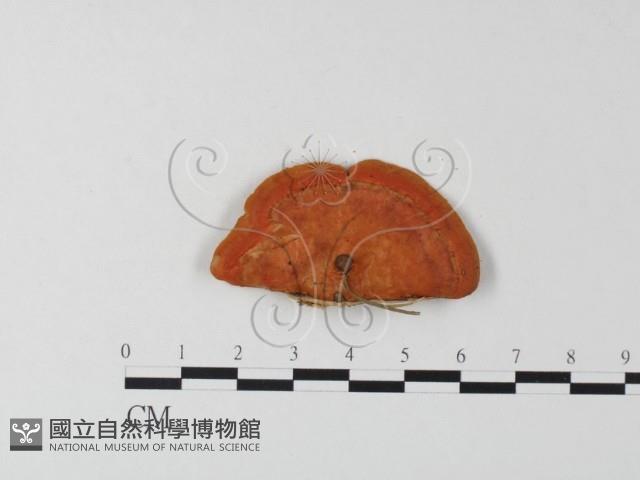 血紅密孔菌藏品圖，第3張