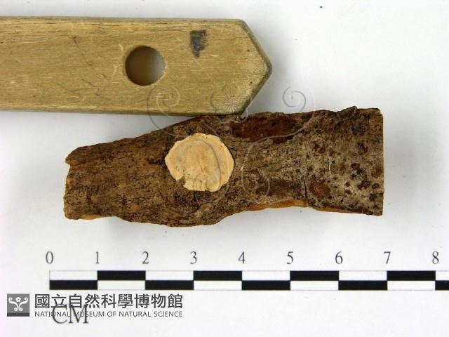刺皮菌屬藏品圖，第3張
