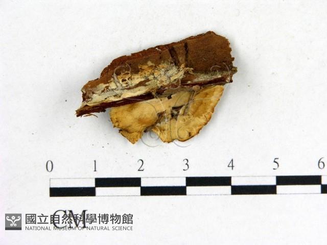 登錄號:F0013601藏品圖，第3張