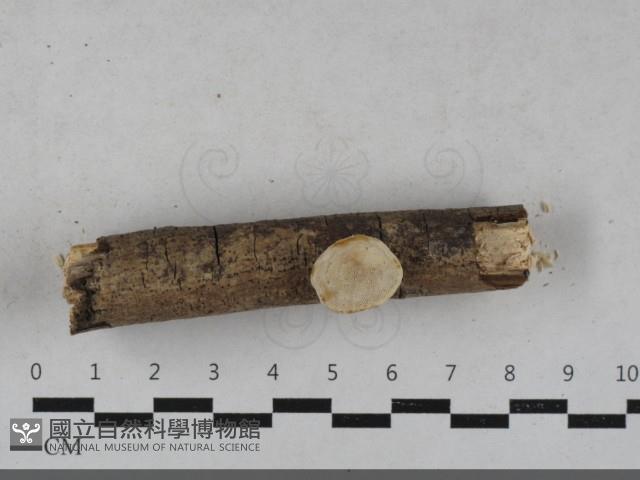 登錄號:F0033601藏品圖，第3張