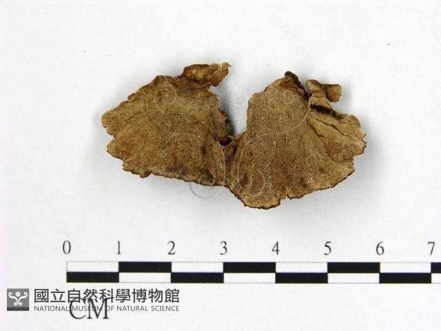 多年臥孔菌屬藏品圖，第3張