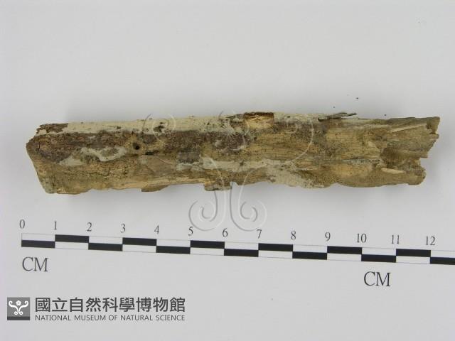 剛毛絲皮菌藏品圖，第3張