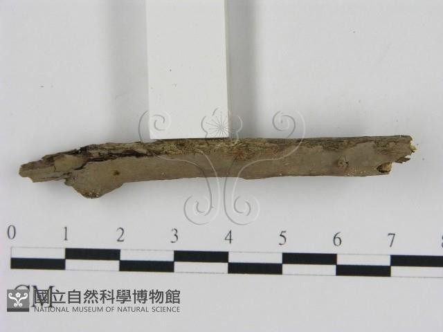 刺革菌屬藏品圖，第3張