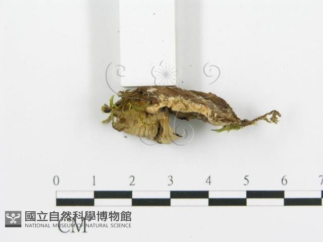 煙管菌藏品圖，第3張