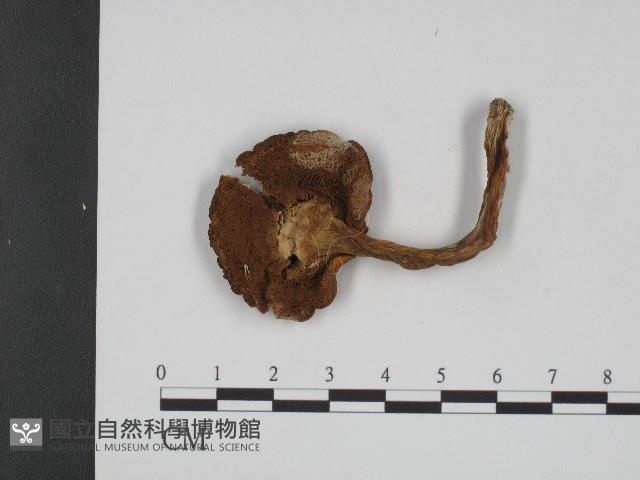 登錄號:F0004401藏品圖，第3張