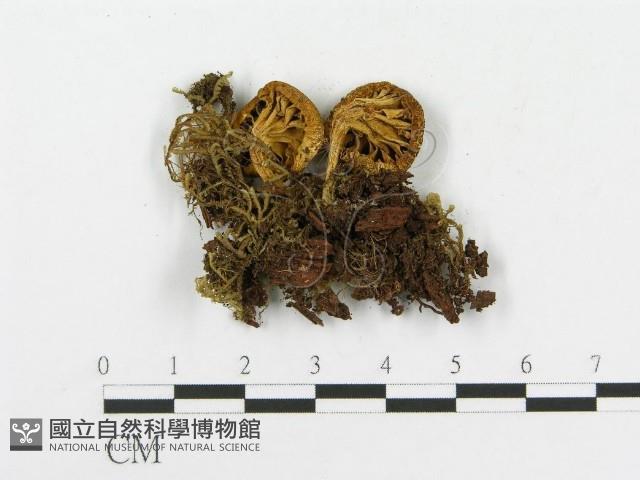 登錄號:F0012401藏品圖，第3張