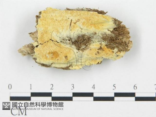 登錄號:F0017401藏品圖，第1張