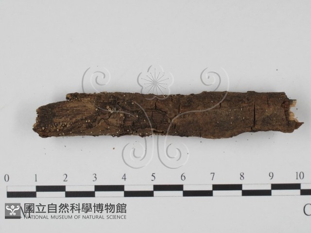 登錄號:F0005401藏品圖，第3張