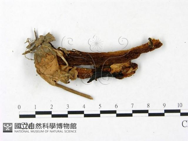 登錄號:F0023401藏品圖，第3張