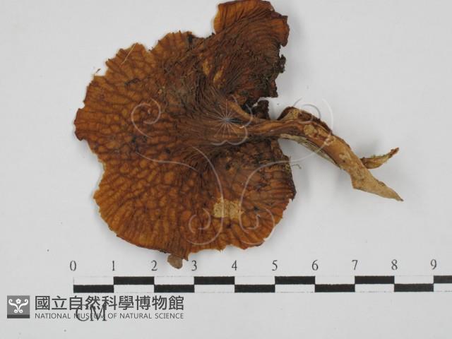 登錄號:F0028701藏品圖，第3張