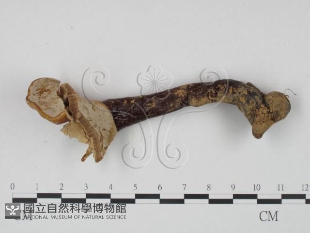 靈芝屬藏品圖，第3張