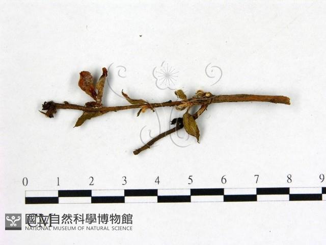 館號:F0020701藏品圖，第3張