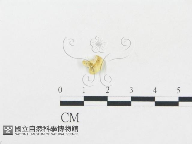 登錄號:F0010701藏品圖，第3張