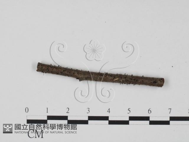 登錄號:F0011701藏品圖，第3張