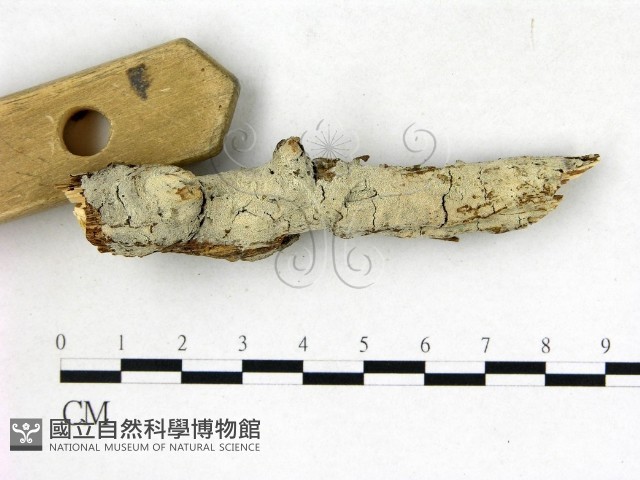 剛毛絲皮菌藏品圖，第3張