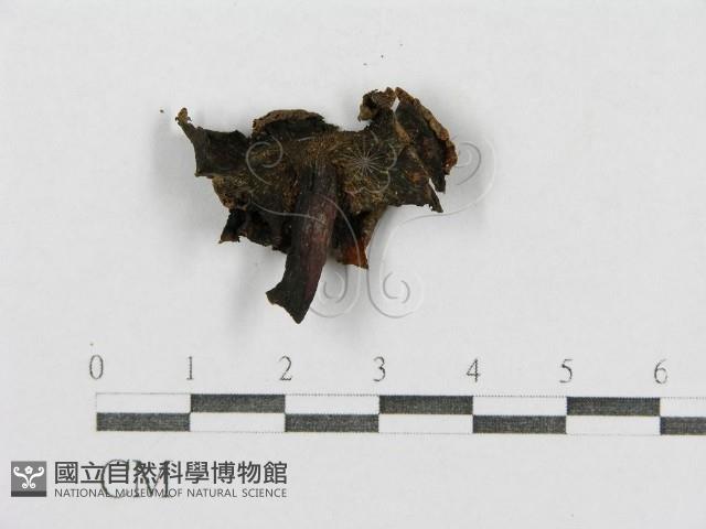 紅菇屬藏品圖，第3張
