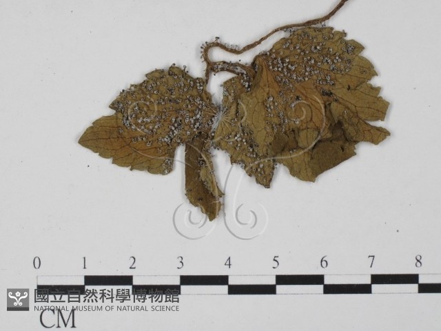 登錄號:F0007701藏品圖，第3張