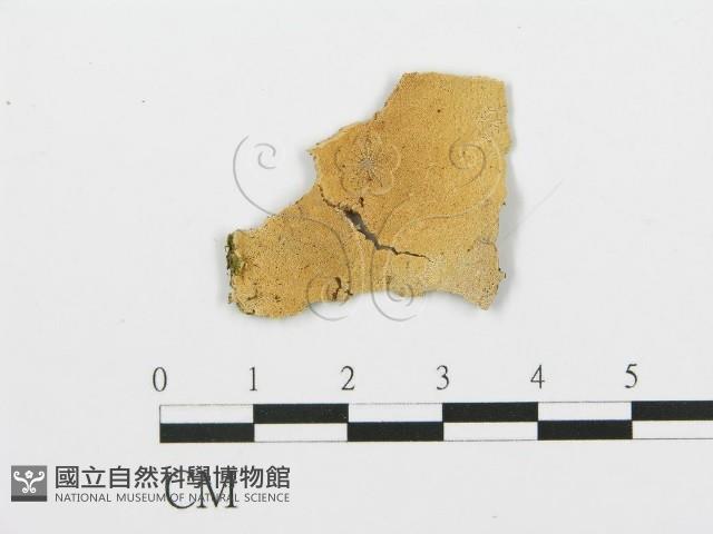 登錄號:F0017701藏品圖，第1張