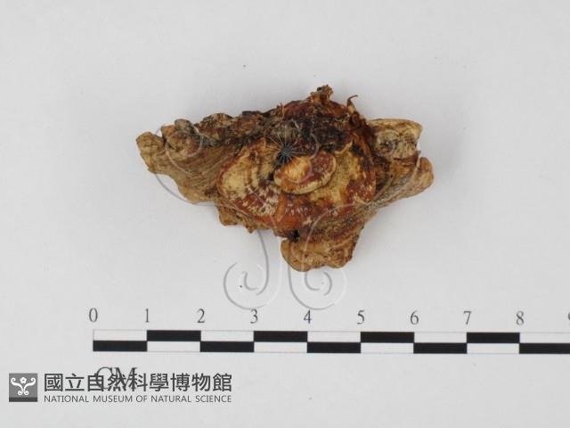 登錄號:F0025701藏品圖，第3張