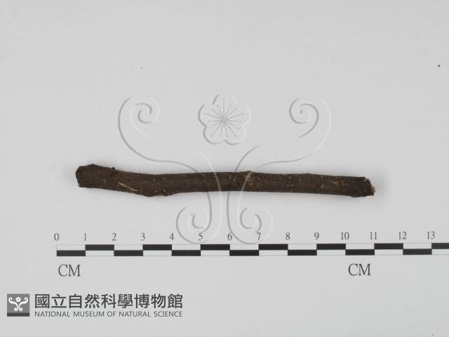 登錄號:F0005701藏品圖，第3張