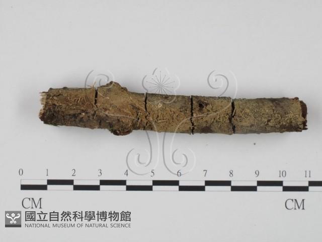 登錄號:F0015701藏品圖，第3張