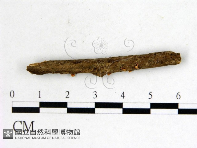 登錄號:F0003701藏品圖，第3張