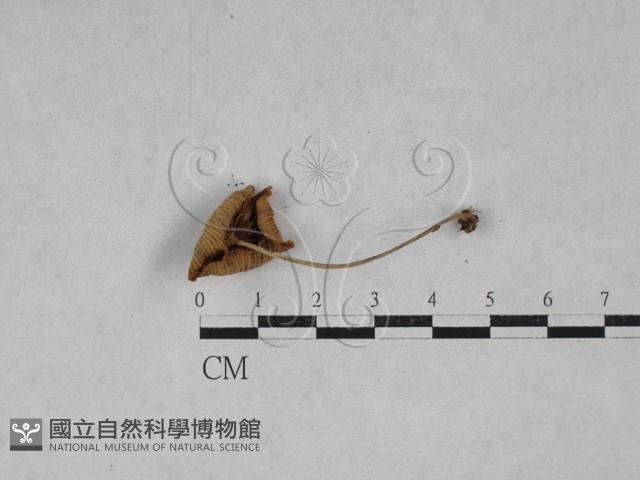 微皮傘屬藏品圖，第3張