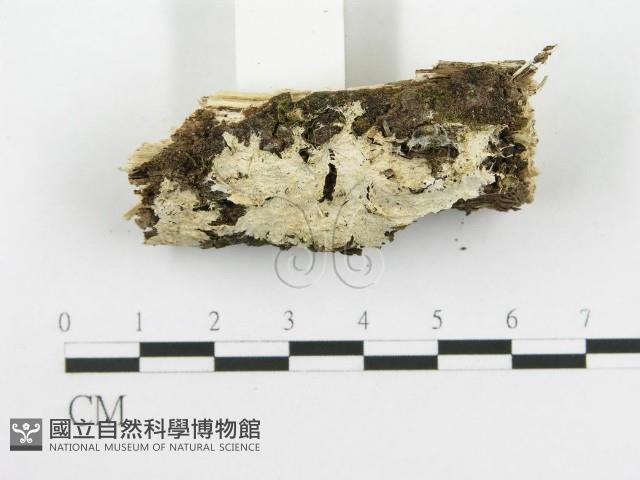 齒耳菌屬藏品圖，第3張