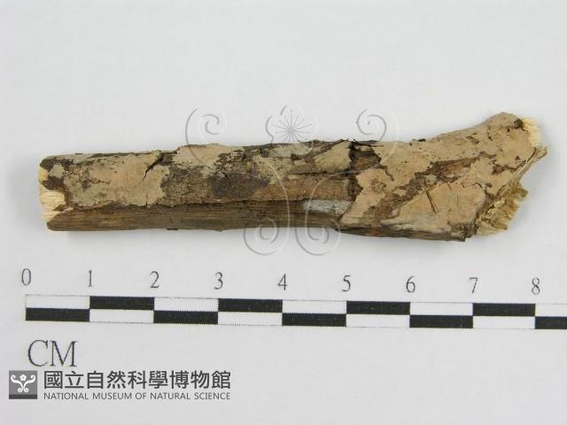 登錄號:F0010501藏品圖，第1張