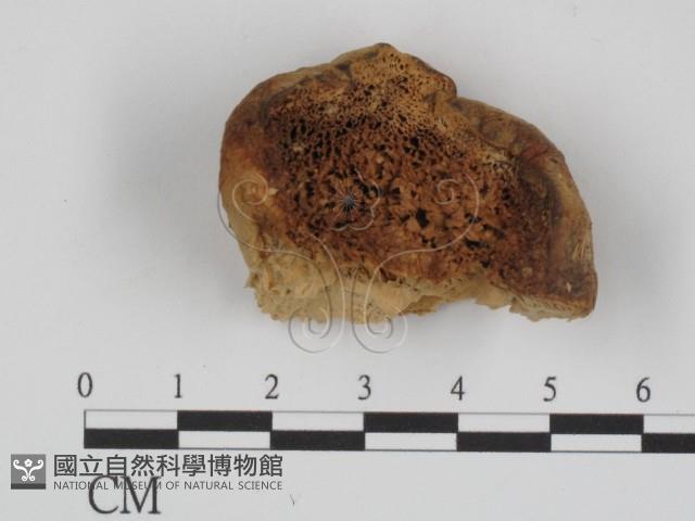 登錄號:F0016501藏品圖，第3張