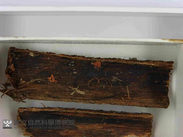 登錄號:F0021501藏品圖，第3張