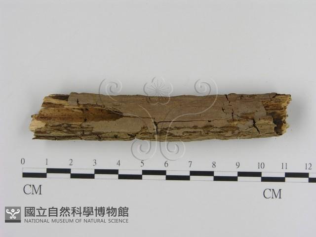 刺革菌屬藏品圖，第3張