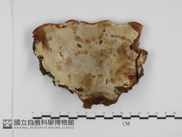 登錄號:F0031501藏品圖，第3張