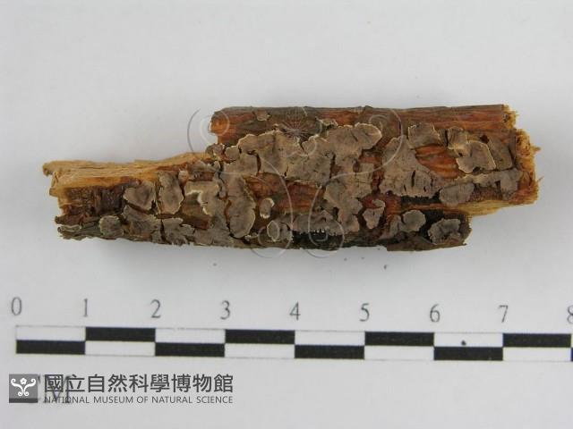 登錄號:F0004501藏品圖，第3張