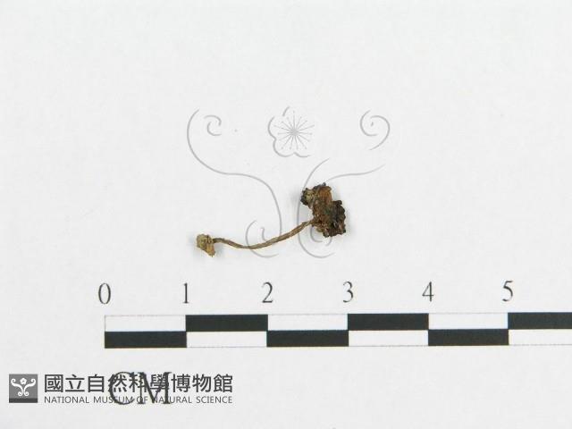 登錄號:F0012501藏品圖，第3張