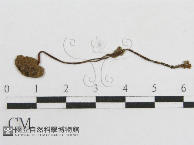 粉褶菌屬藏品圖，第3張