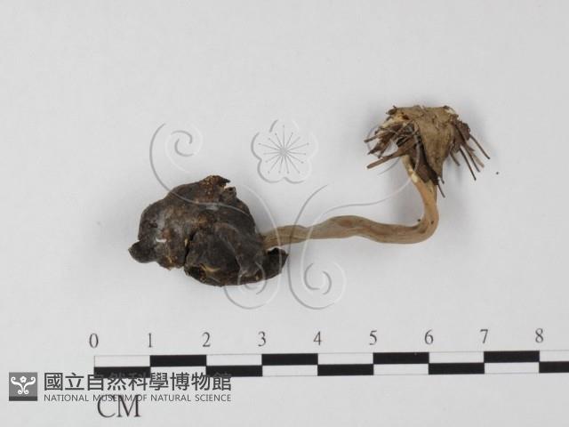 登錄號:F0025501藏品圖，第3張
