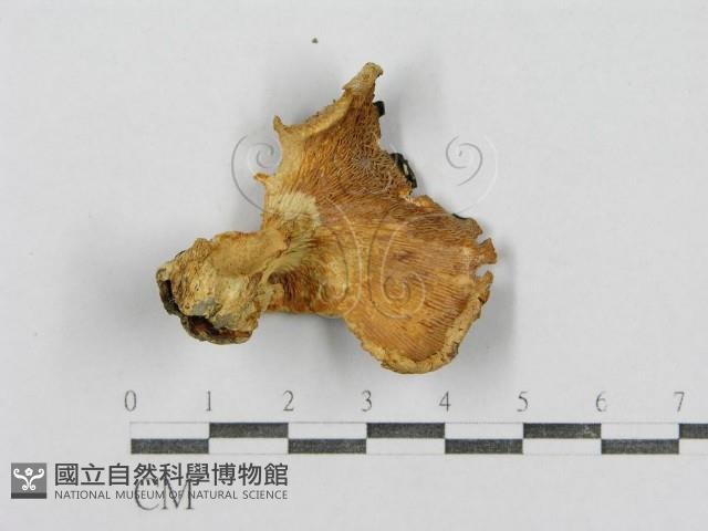 紅菇屬藏品圖，第3張