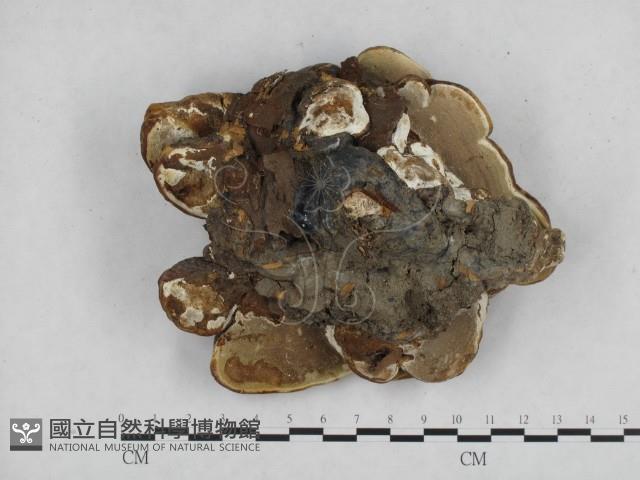 登錄號:F0015501藏品圖，第3張