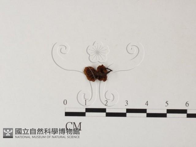 登錄號:F0023501藏品圖，第3張