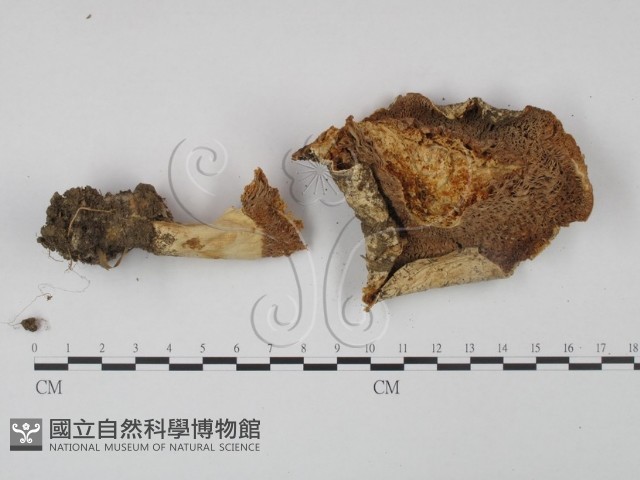 登錄號:F0003501藏品圖，第3張