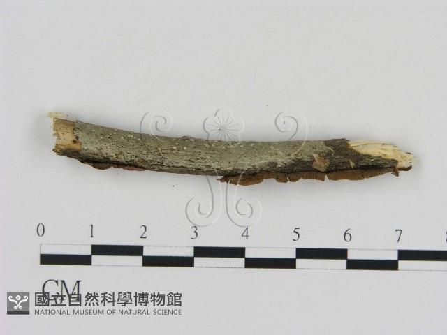 刺革菌屬藏品圖，第3張