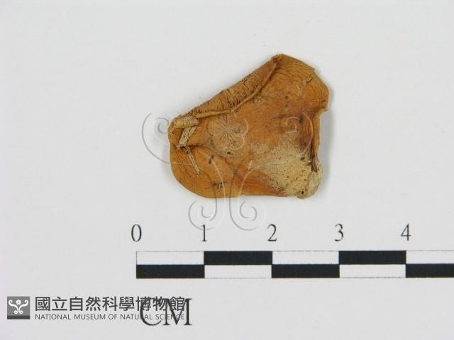 登錄號:F0010101藏品圖，第3張