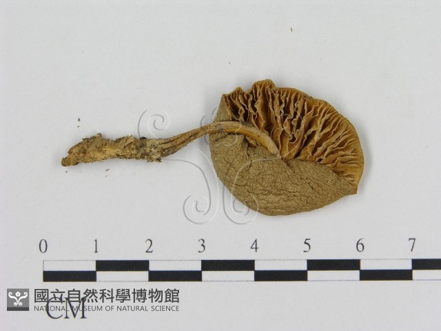 登錄號:F0016101藏品圖，第3張