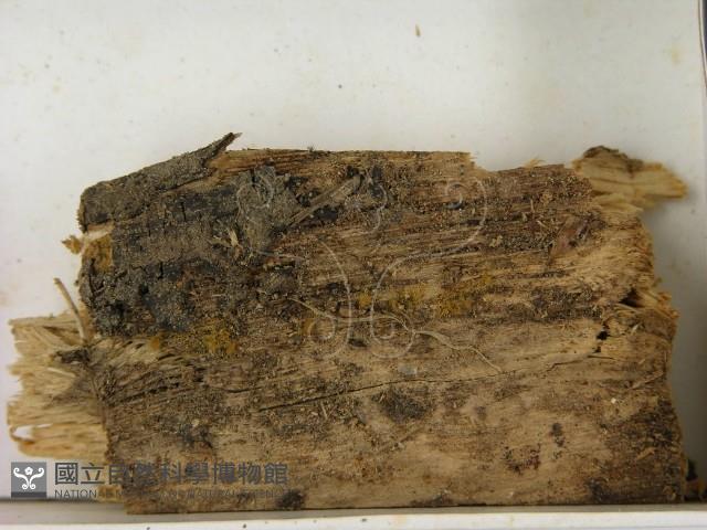 相鄰小孔菌藏品圖，第3張