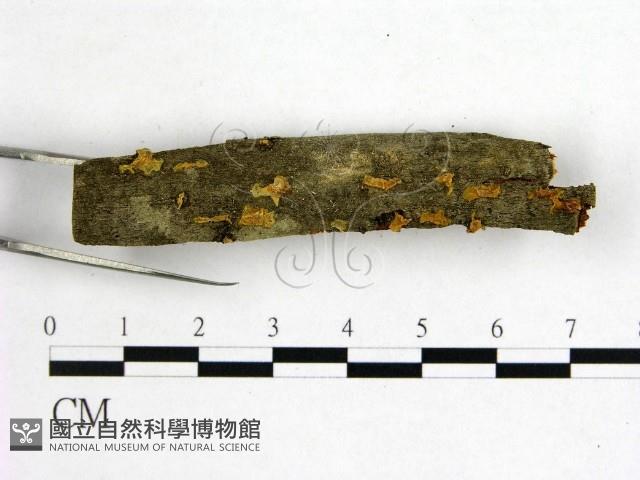 花耳屬藏品圖，第3張