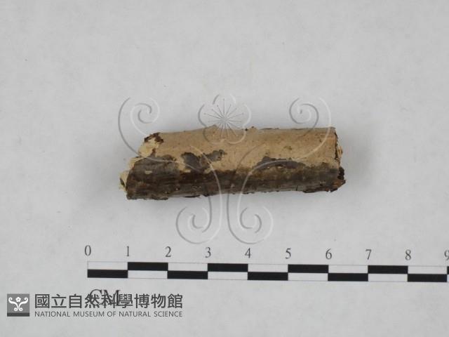 登錄號:F0025101藏品圖，第3張