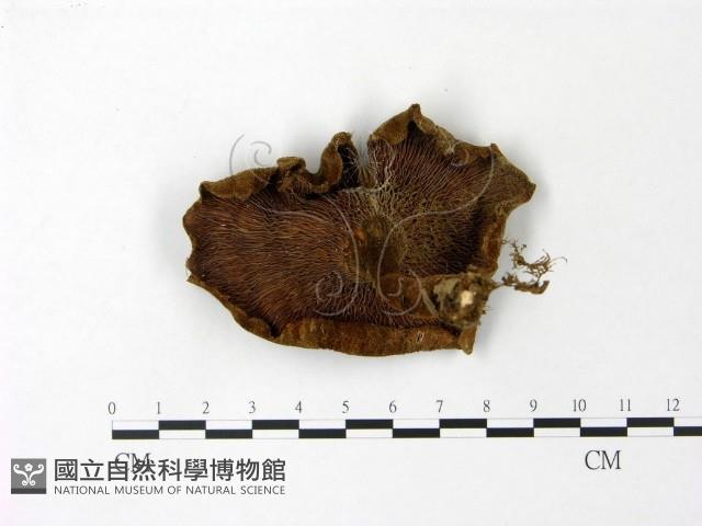 登錄號:F0023101藏品圖，第3張