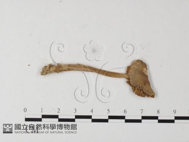 登錄號:F0013101藏品圖，第3張