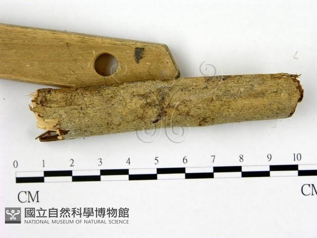 刺皮菌屬藏品圖，第3張